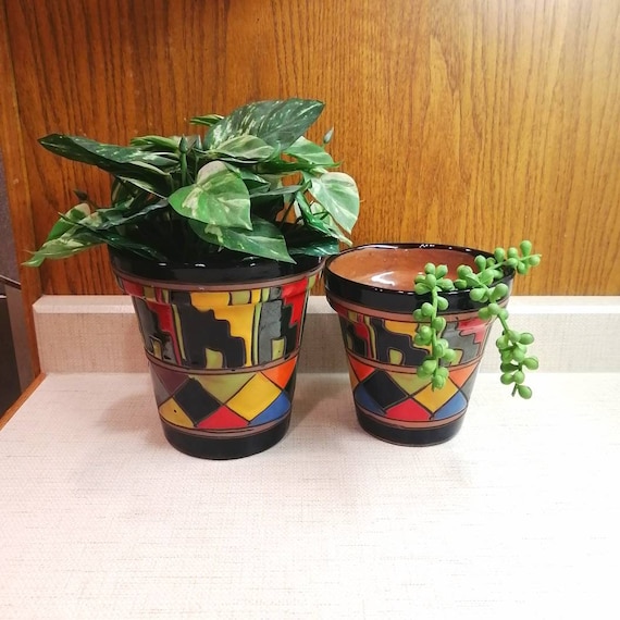 dracaena compacta Dracaena Compacta  Classy Casita