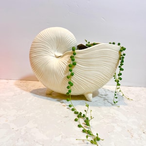Pode incluir: Vaso de cerâmica branco em forma de concha do mar com uma planta suculenta verde pendurada na lateral.