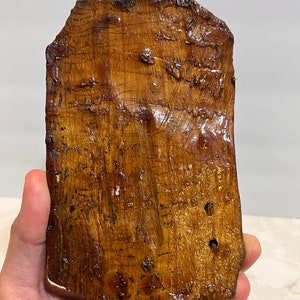 Pu&ograve; includere: Un pezzo di legno lucido di colore marrone scuro con una forma naturale irregolare e una finitura liscia e lucida. Il legno presenta una venatura unica e alcuni piccoli fori.