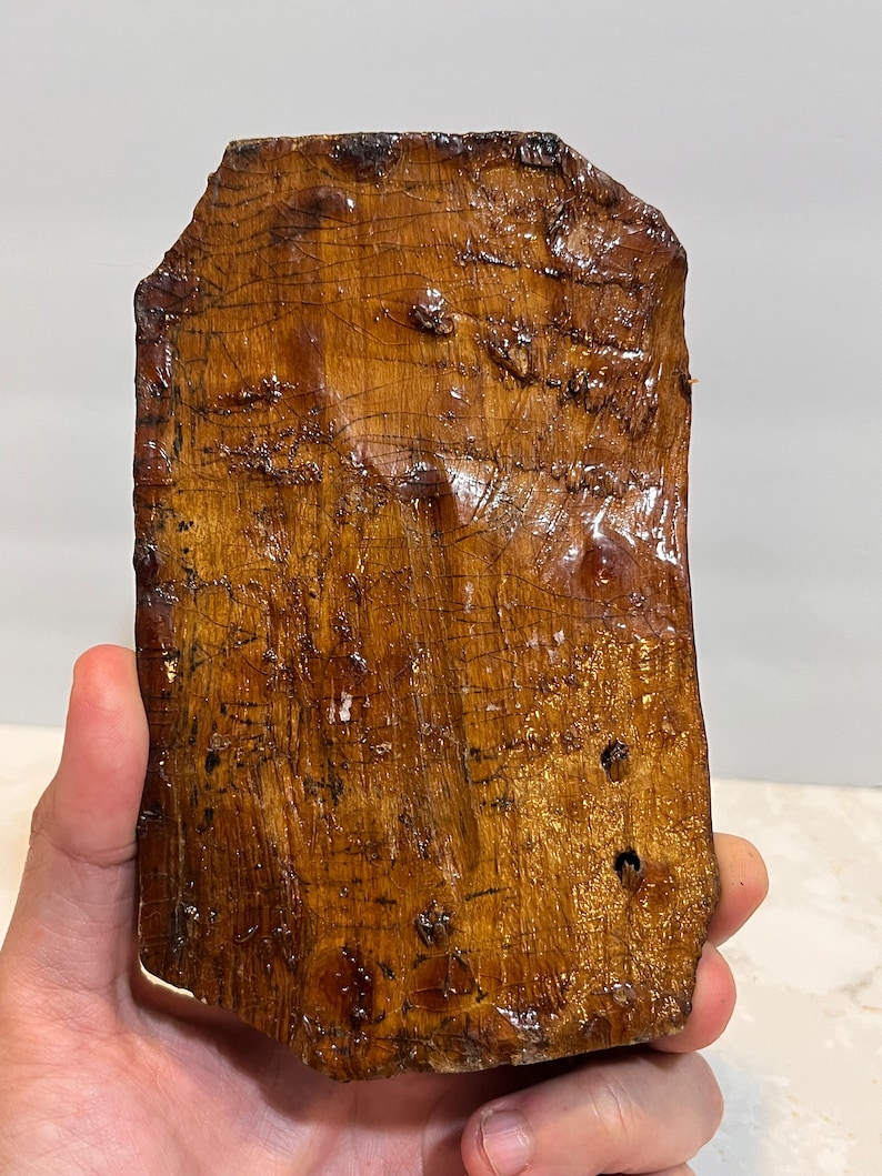 Pu&ograve; includere: Un pezzo di legno lucido di colore marrone scuro con una forma naturale irregolare e una finitura liscia e lucida. Il legno presenta una venatura unica e alcuni piccoli fori.