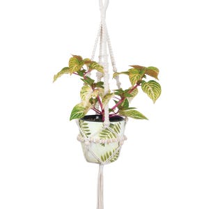 May include: A white macrame plant hanger with wooden beads, holding a small green and white patterned pot with a leafy plant.