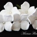 see more listings in the SMALL FLOWER HAIR PINS section