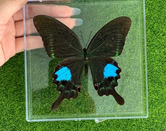Real Butterfly Specimen, Insect Specimen Gift, Preserved Spread butterfly, Butterfly DIY Crafts, Gift for Nature Lovers, Nature Wall Decor