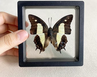Personalization Real Butterfly Specimen Frame, Preserved Spread butterfly, Butterfly Specimen Keepsakes,Taxidermy art,Gift for Nature Lovers