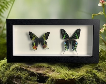 Real Specimen Pair of the Sun and Moon Moth,  Insect Frame Specimens, Madagascan sunset moth, Chrysiridia rhipheus, Real Moth in Frame