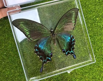Echte meer dan 30 soorten vlinderspecimen, insectenspecimen cadeau, geconserveerde spread vlinder, vlinder DIY ambachten, cadeau voor natuurliefhebbers