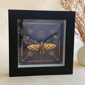 Esemplare di sfinge testa di morto, arte gotica di insetti finemente conservata per decorazioni estetiche dark, espositore in scatola di legno