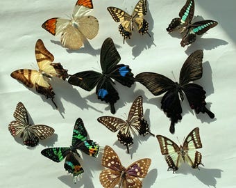 5-125 pezzi di veri esemplari di farfalle, farfalle spiegate casualmente, specie miste tropicali, ali essiccate non montate, arte di insetti spiegate