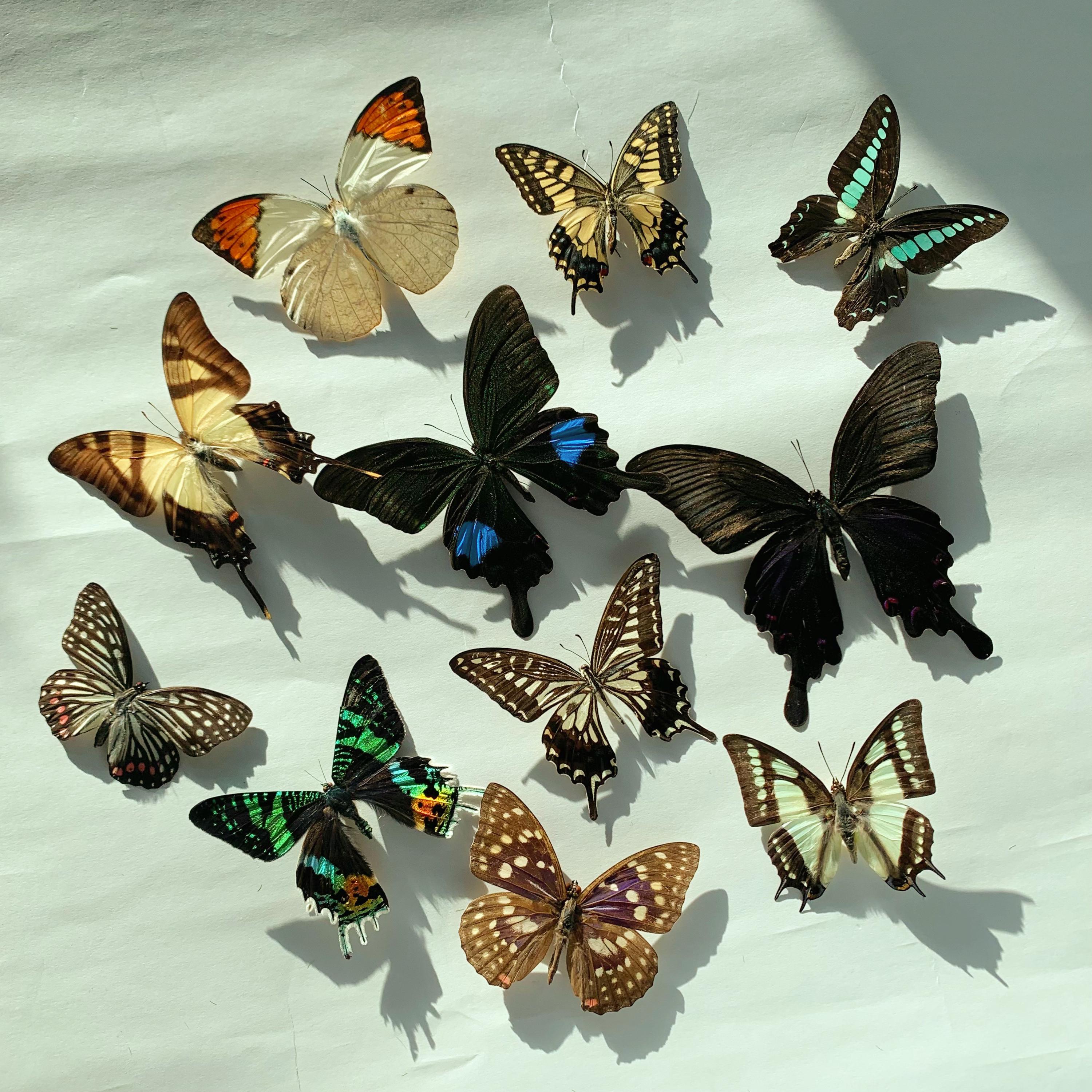 Real Butterflies