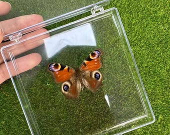 Echt vlinderexemplaar, insectenspecimen cadeau, bewaarde vlinder, vlinder DIY ambachten, cadeau voor natuurliefhebbers, natuurmuurdecor