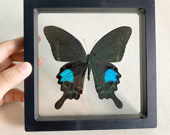 Real Butterfly Specimen Frame, Preserved Spread butterfly, Insect Gift, Butterfly Specimen Keepsakes,Taxidermy art,Gift for Nature Lovers
