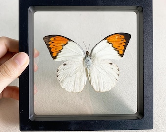 Real Butterfly Specimen, Insect Specimen Gift, Preserved Spread butterfly, Butterfly DIY Crafts, Gift for Nature Lovers, Nature Wall Decor
