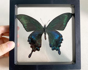 Echt vlinderexemplaar, geconserveerde spread vlinder, originele vlinder in lijst aangepast cadeau, vlinderexemplaar, gepersonaliseerd gegraveerd