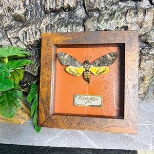 Real Death&#39;s-Head Hawkmoth Specimen, Intricately Preserved Gothic Insect Art for Dark Aesthetic Decor, Dark Gothic Wall Decor