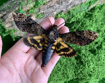 Real Butterfly Specimen, Preserved Spread butterfly, Insect Specimen Gift, Butterfly Specimen Keepsakes,Taxidermy art,Gift for Nature Lovers