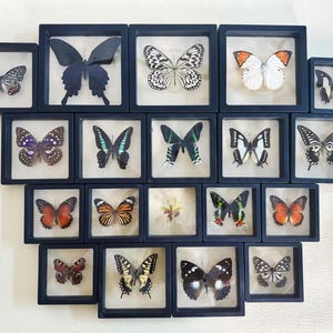 May include: A collection of framed butterflies, each encased in a dark blue square frame. The butterflies display a variety of colors and patterns, including black, white, orange, and blue. The arrangement is displayed against a white background.