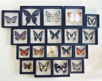3D zwevend frame met echte vlinder met steun, originele vlinder in lijst op maat gemaakt cadeau, exemplaar vlinder, gepersonaliseerd gegraveerd