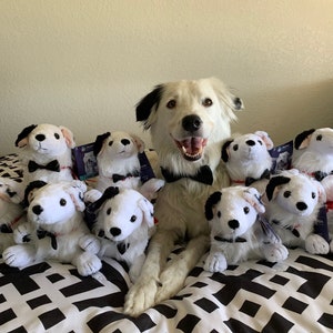 Op de afbeelding: Een witte hond met zwarte vlekken en een zwarte vlinderdas poseert met verschillende pluche Dalmatische puppy's, ook met vlinderdassen. De knuffels hebben zwarte vlekken en rode halsbanden. Op een zwart-wit patroon oppervlak.