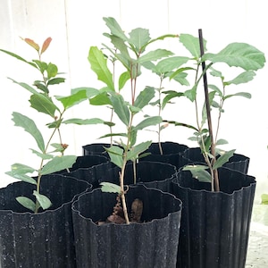 Southern Live Oak Tree Sapling - Potted - Healthy Root System - 1 each