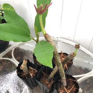 Plumeria Small Potted Tree Shrub Established Healthy Root System - 1 each
