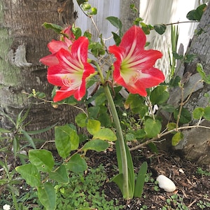 May include: Close-up of vibrant red and white striped amaryllis flowers in full bloom. The flowers have a trumpet shape with a yellow center. Green leaves and stems are visible, with a backdrop of lush greenery and a tree trunk.