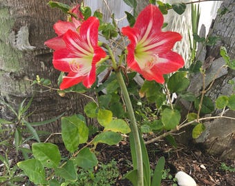 Striped Barbados Lily - Potted - 3 Lily Bulb Plants per Pot - Healthy Bulb Roots - 1 each