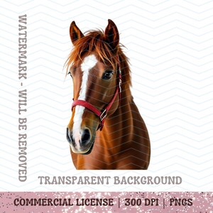 Fichiers Png cheval Clipart PNG, alezan cheval PNG, clipart cheval brun, équitation PNG, cheval anglais, licol rouge cheval les fichiers png hennissements