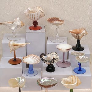 Könnte beinhalten: Eine Sammlung dekorativer Muscheldarstellungen. Verschiedene Muscheln sind auf Glasstielen mit Sockeln in Farben wie Rot, Schwarz, Blau und Grün montiert. Die Muscheln variieren in Größe, Form und Farbe und bilden ein einzigartiges Sortiment.
