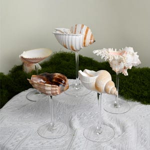 May include: An assortment of seashells displayed on clear stemmed glasses. The shells vary in shape, size, and color, including white, brown, and tan. The glasses are arranged on a white lace tablecloth, with green moss in the background.