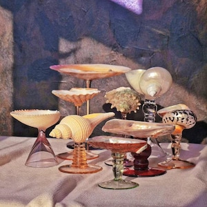 Peut inclure: Collection de présentoirs décoratifs en coquillages. La collection comprend des coquillages de différentes tailles et formes montés sur des tiges et des bases en verre. Les couleurs varient du blanc et crème aux nuances d'orange et de brun.