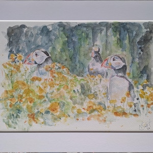 Pulcinella di mare persica