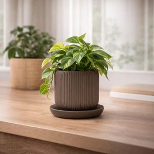 Può includere: Un vaso di ceramica marrone e scanalato con un sottovaso abbinato contiene una vivace pianta verde con foglie variegate. Un'altra pianta in un vaso intrecciato è sullo sfondo. Le piante sono su una superficie di legno vicino a una finestra.