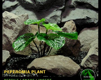 Artificial Peperomia Plant – Reptile Snake Insect habitat enclosure decor plant