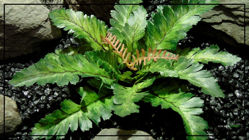 Artificial Silk Bracken Fern Silk Reptile Tank Plant SRP464 image 6