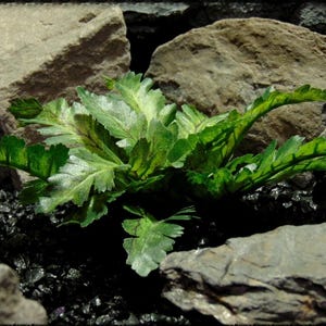 Artificial Silk Bracken Fern Reptile Snake Decor Plant Fake | SRP598-M