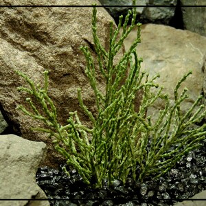 Artificial Spanish Moss Bush Desert Reptile Tank Plant PRP484 image 3