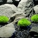 see more listings in the Aquarium Decor Plants section