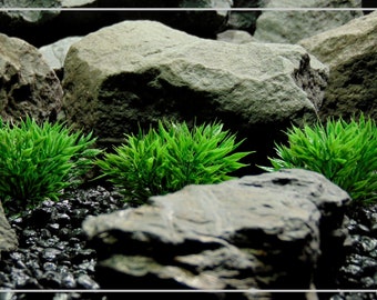Trama di erba artificiale Podocarpus – Pianta decorativa per acquario o pianta per habitat di rettili e terrari / PARP402