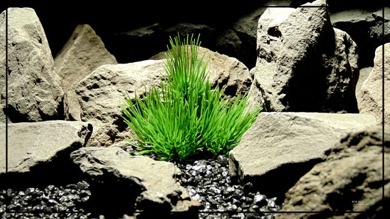 Plastic Aquarium Plants  Turf Grass Plot From Ron Beck Designs.
