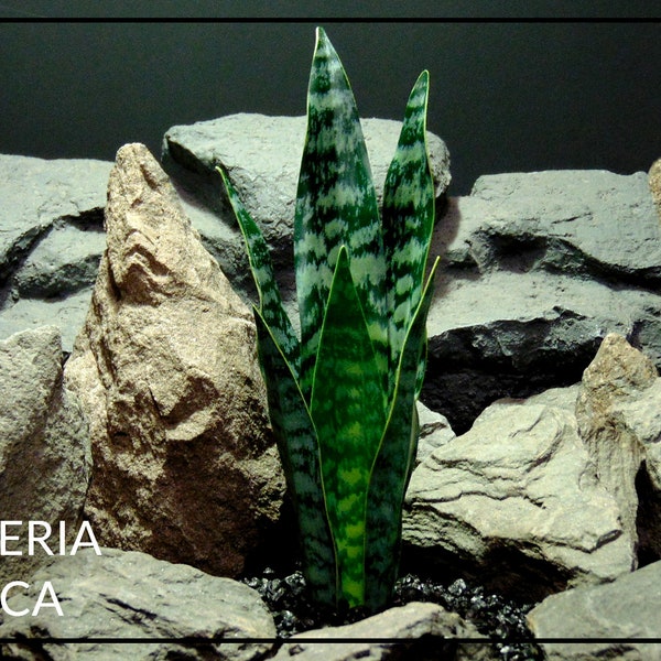 Artificial Sansevieria Zeylanica – Reptile Terrarium Vivarium Plant - House Plants | PRP465