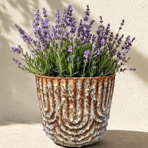 May include: A ceramic planter with a textured, cream-colored exterior and brown accents, filled with vibrant green foliage and purple lavender blooms. The pot has a unique, ridged design.