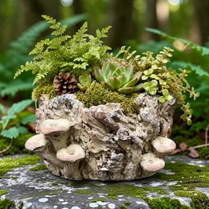 May include: A round planter with a textured, bark-like exterior featuring several small, light-colored mushroom-shaped protrusions. The planter is filled with green moss, a small pinecone, a fern, a succulent, and trailing green foliage.
