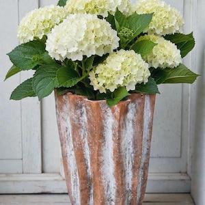 May include: A tall, fluted terracotta vase with a weathered, white-washed finish holds a large, lush bouquet of creamy white hydrangea flowers with vibrant green leaves. The vase features vertical ridges and a rustic, textured appearance.
