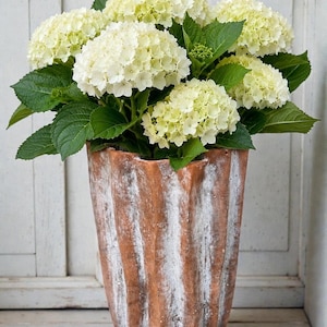 May include: A bouquet of cream-colored hydrangea flowers with vibrant green leaves arranged in a tall, fluted terracotta vase. The vase features a textured, weathered finish with vertical ridges and a distressed white wash over the clay surface.