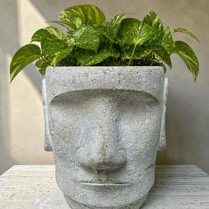 May include: A gray concrete planter shaped like a human head, filled with vibrant green and yellow pothos plants. The planter has a textured surface and detailed facial features. A unique decorative item for home or garden.