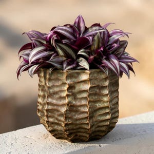 May include: A Tradescantia zebrina plant with pointed, purple and silver striped leaves sits inside a cylindrical ceramic planter. The planter features a textured, wavy, vertical ribbed surface with a weathered, dark bronze and green finish.