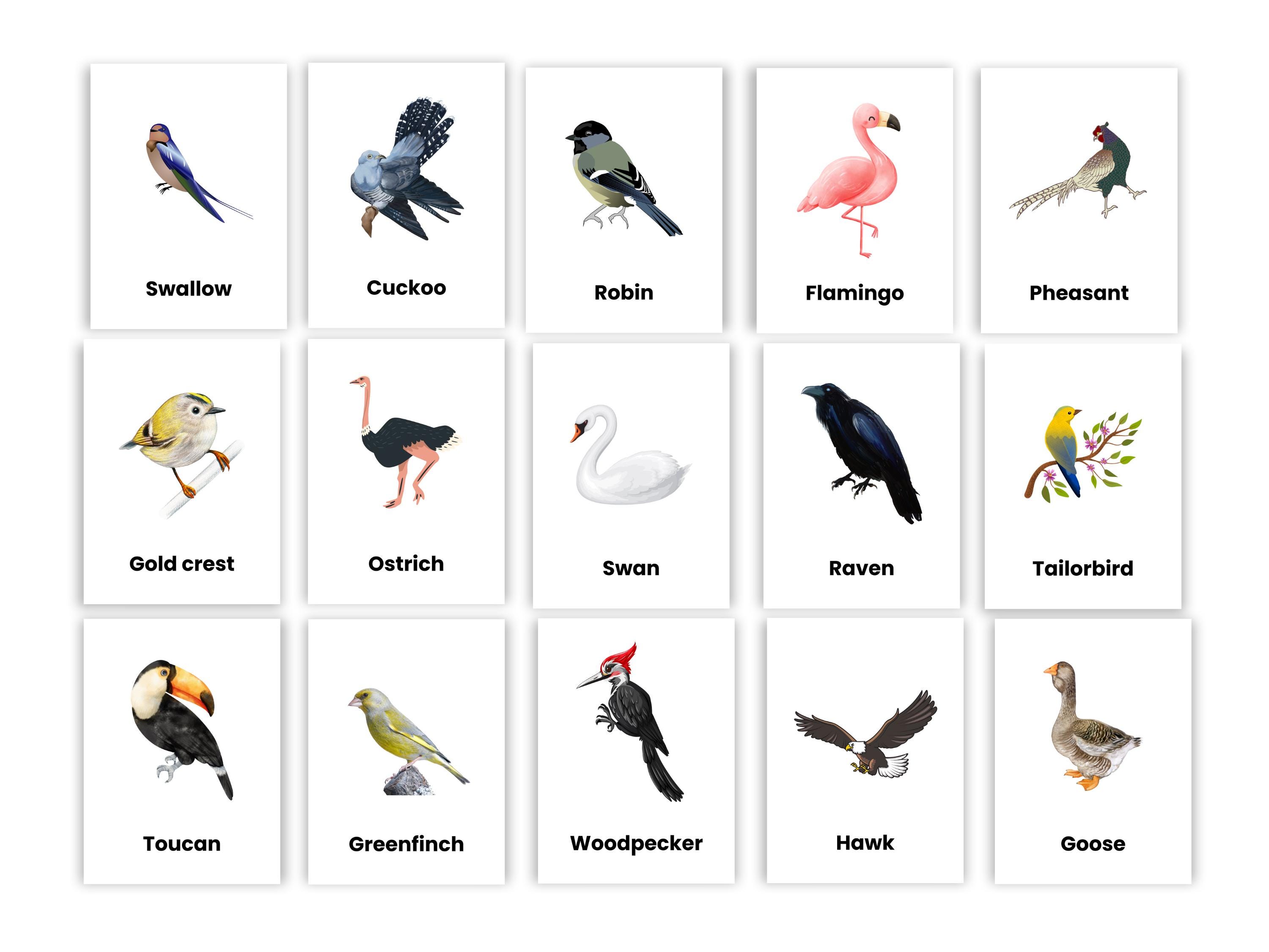 Birds Flashcard | 50 Printable Birds Flashcards for Kids | Early