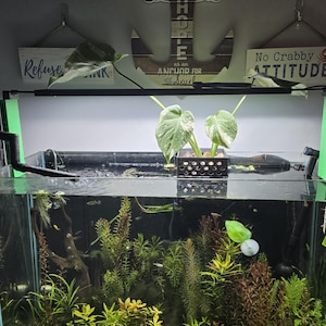 May include: A rectangular aquarium with lush aquatic plants and small fish. The tank is illuminated by a green-accented light fixture. Above the tank are decorative wooden signs with nautical themes and the phrases "Refuse to Sink" and "No Crabby Attitudes."