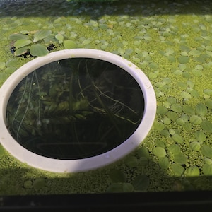 May include: A white circular object sits in a tank of water covered in small green plants. The object has a dark interior, and the water is filled with aquatic plants.