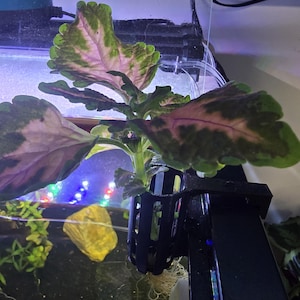 Aquaponics Plant Holder: Nitrate-Reducing Aquarium Planter | Works for Pothos, and various other house plants grown Aquaponically